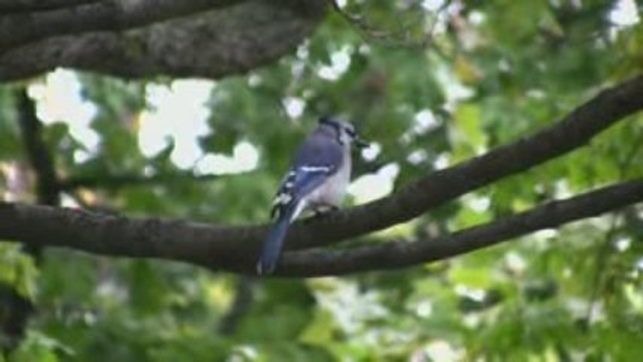 Schoolyard Jays