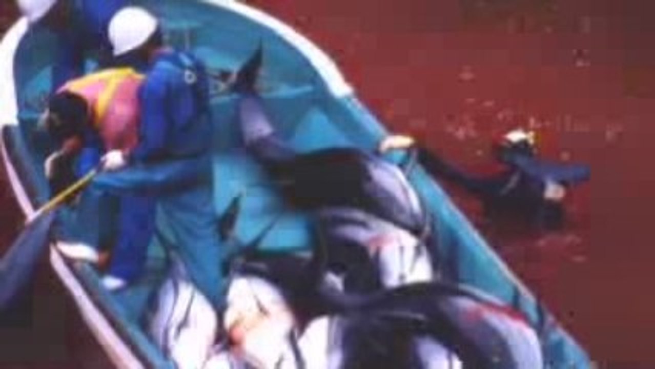 Transparent Sea and Dolphins Slaughter with Dave Rastovich!