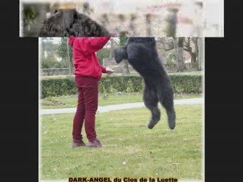 BOUVIER DES FLANDRES bouviersdesflandres-chiots