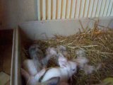 100_5617 bébés lapins bélier teddy à 3 semaines