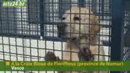 Actu24 - Chien à donner, Vasco cherche famille désespérément