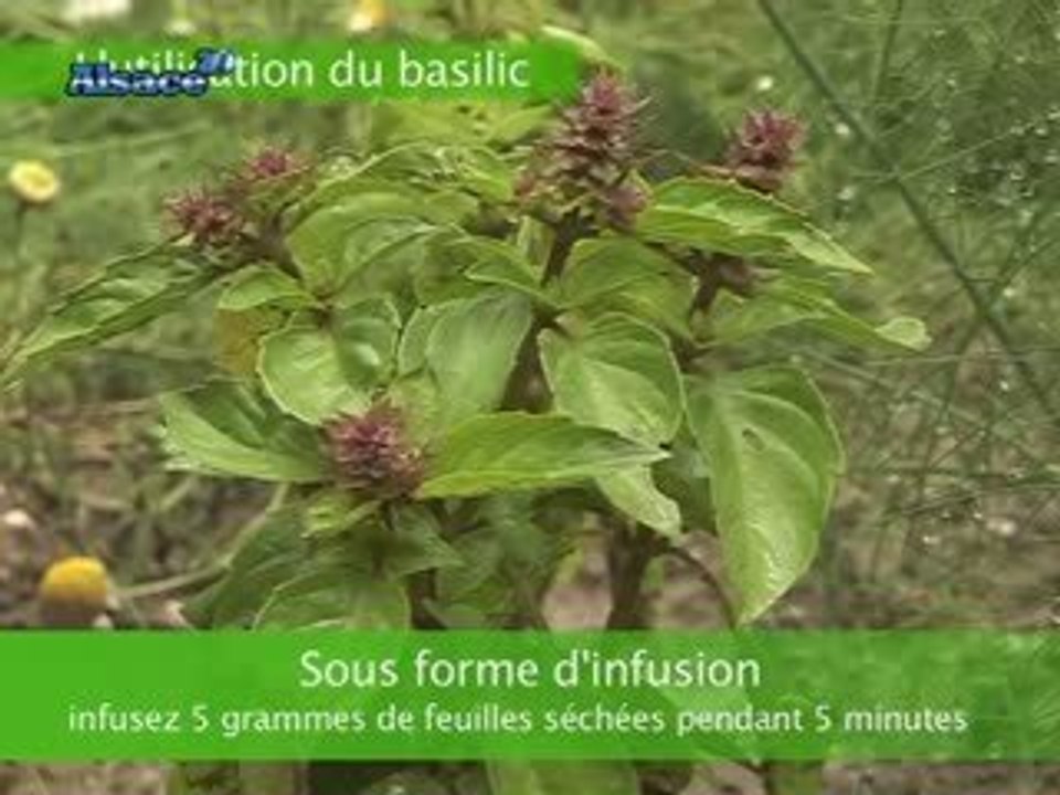 Les secrets du Basilic