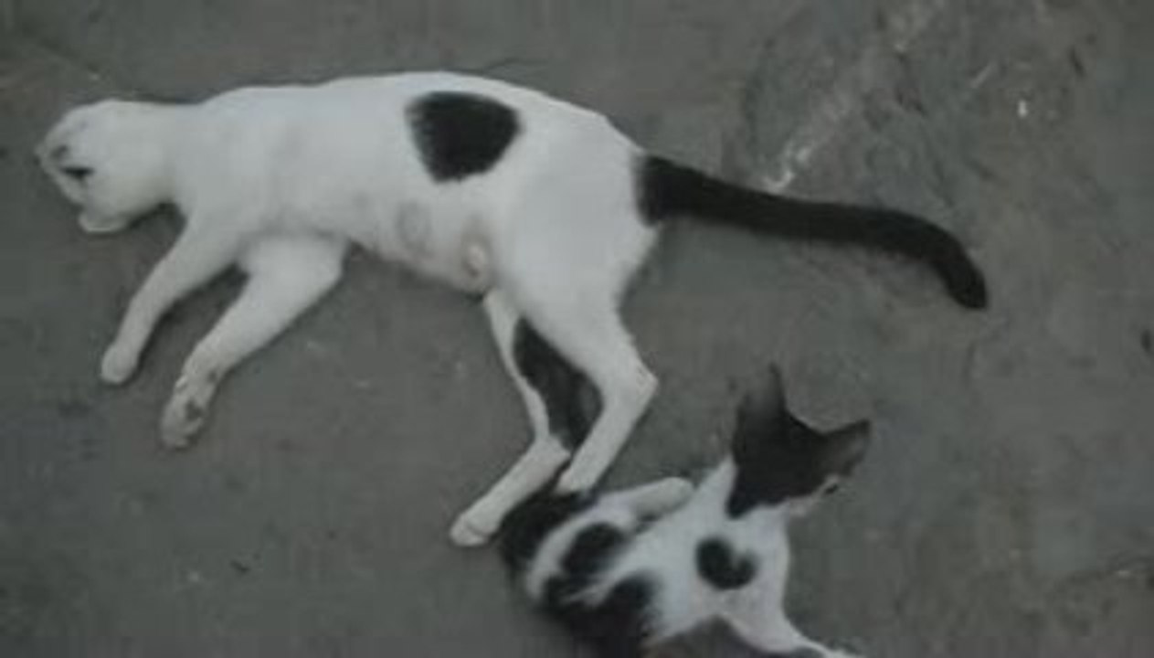 kedi ve annesi