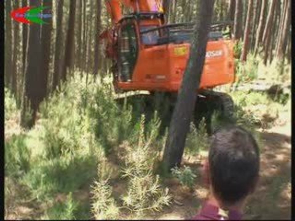 Astur Foresta 2009