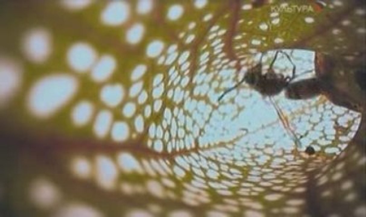 Разум растений / L'esprit des plantes (2009)