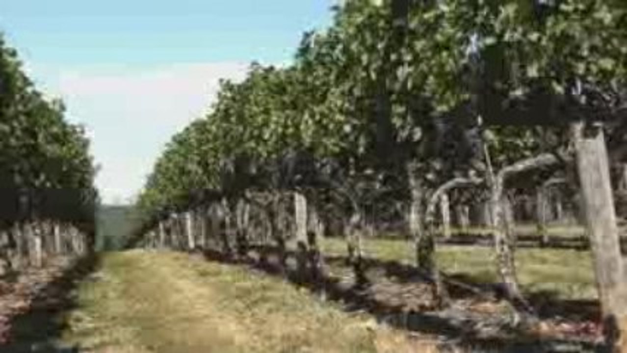 Loudoun, Virginia Winemakers: Growing Conditions in DC's Win