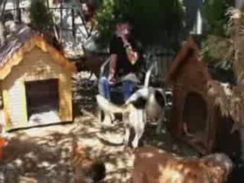 Yedikule Hayvan Barınağı Bambi 2