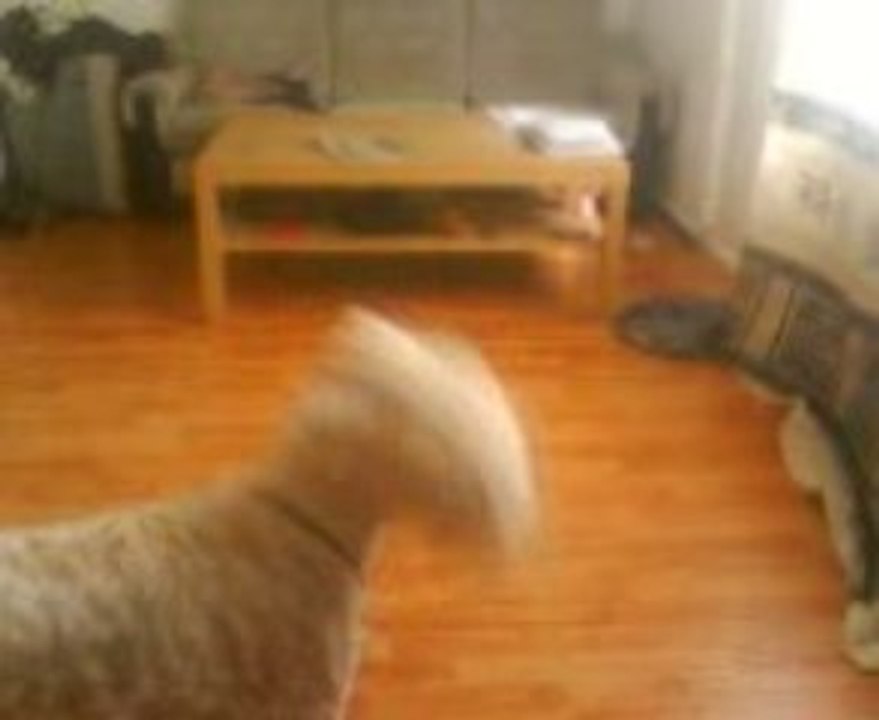 Ducktoy!