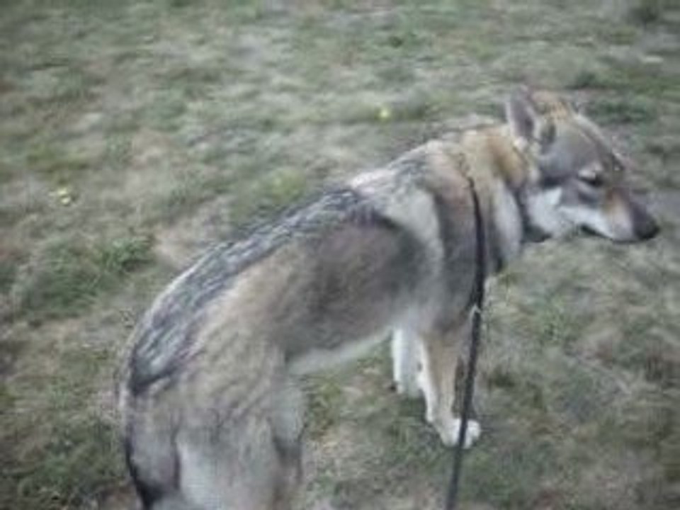 Chien loup Tchèque,A.G.E.C.