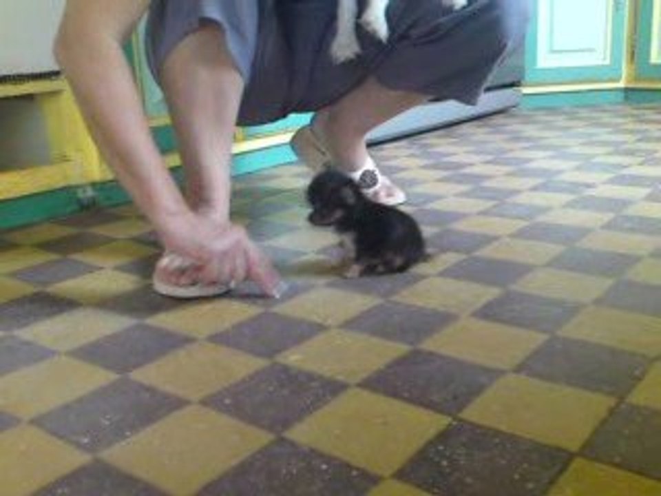 mini chihuahua
