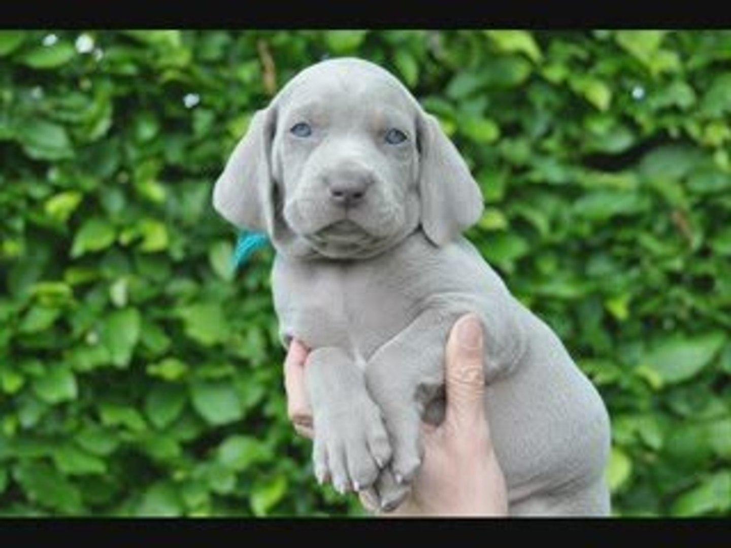 Edelweim Braque De Weimar 5semaines Mai 09 Video Dailymotion