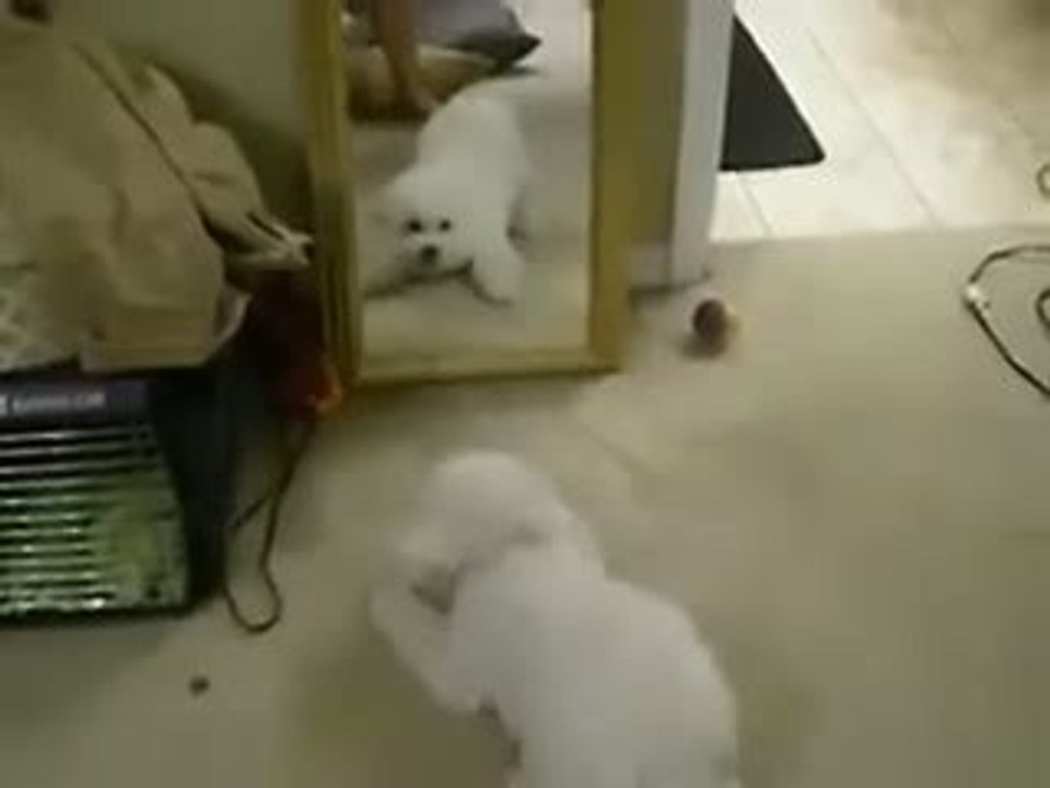 SnOOpy Dog & The Mirror ;o)