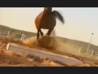 Cheval Pure Sang Arabe