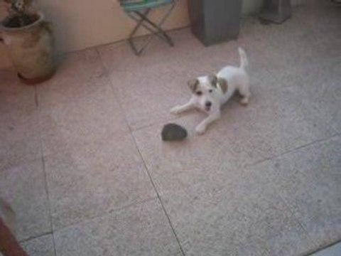 jack russel d'jack s amuse