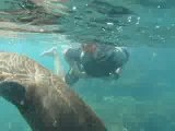 vidéo sous l'eau avec les lions de mer des Galapagos