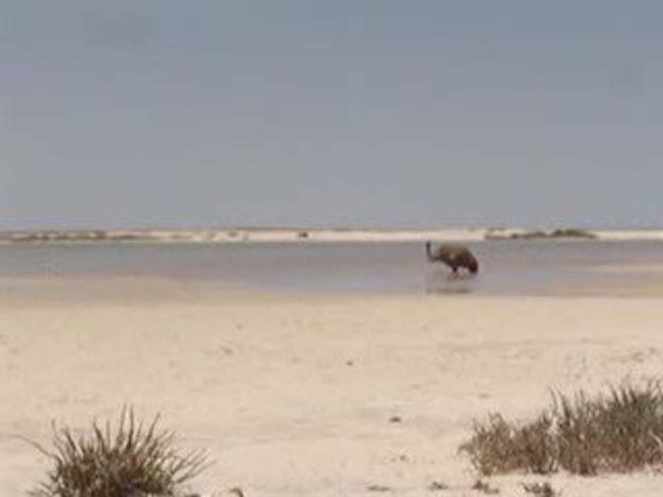 15 10 2009 - Emu going to swim (Monkey Mia Beach)