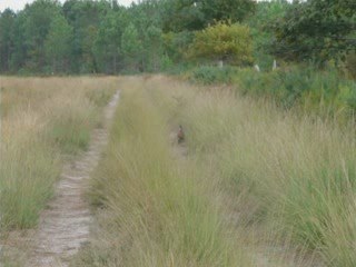 7oct09 chant du faisan