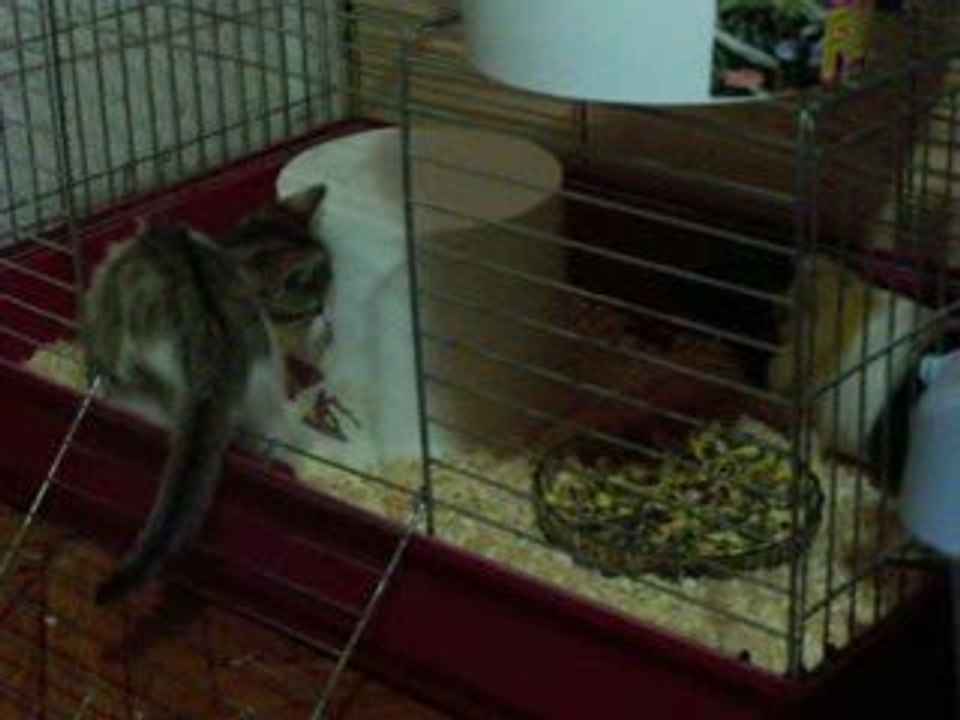 Lily et Boulette