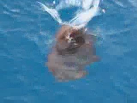 Coucher de soleil en mer + gros poissons (Australie)