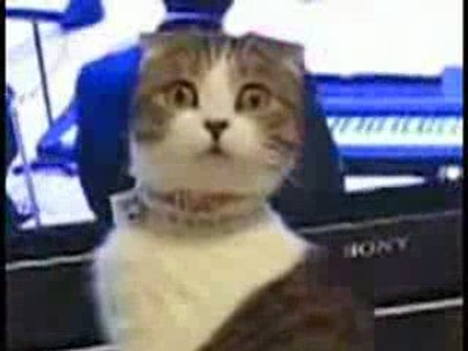 un chat au regard qui tue !!!