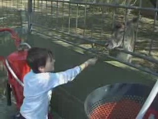 Hayvanat Bahçesi ceylan