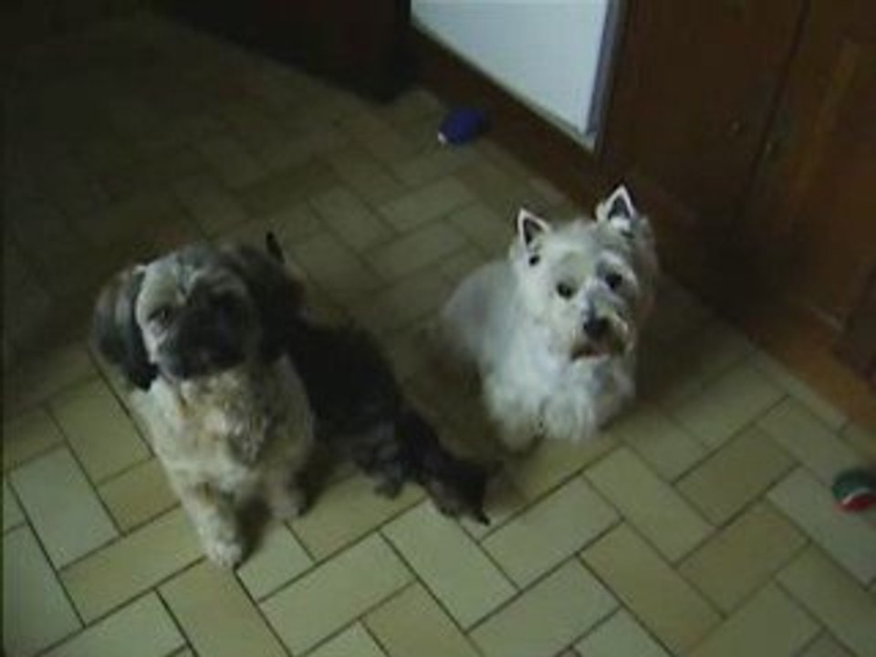 les chiens