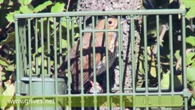 Chant grive musicienne - Ramage grive musicienne en vidéo