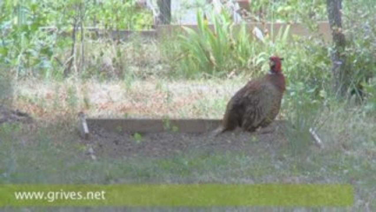 Couple de faisans - Faisans en vidéo