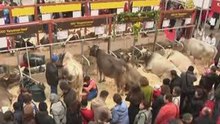 «Поросячьи бега» состоялись в Москве