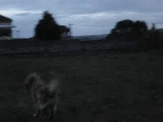 gros poursuite de ronces 1037