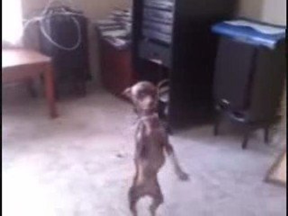 Un chien danseur!!!