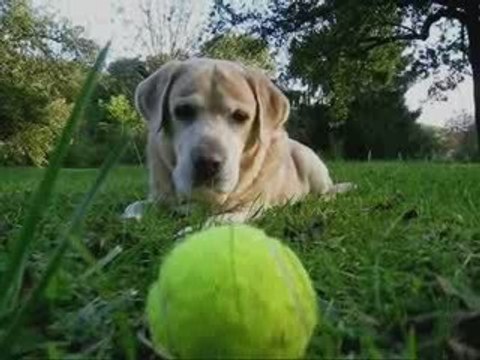 IL EST LIBRE MAX LOVELY DOG CLIP MUZIK CHIEN LABRADOR