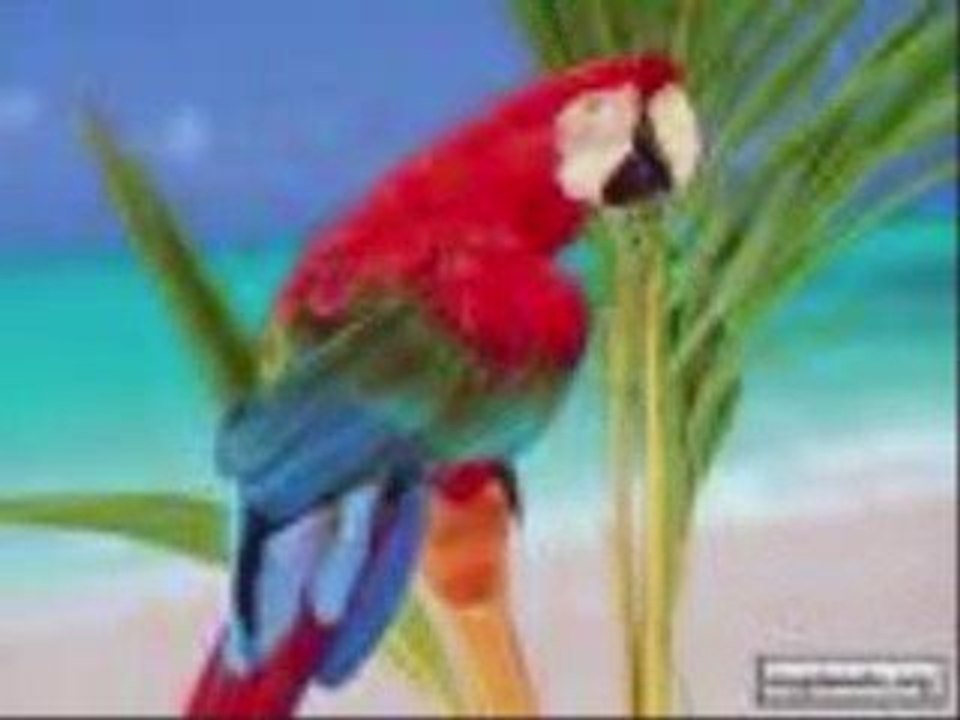 a3figh-ak de djamila