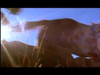 Broken Trail- Horses