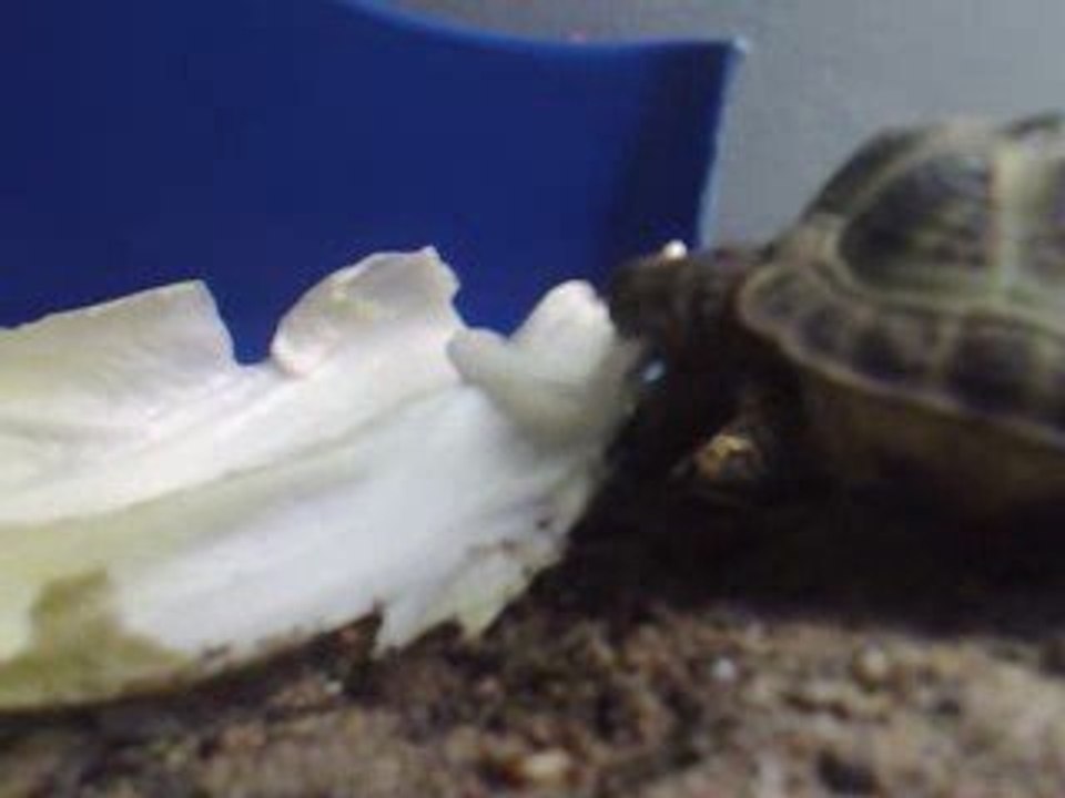 TORTUE