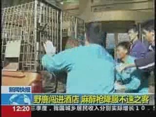 Deer checks in...gets checked out!