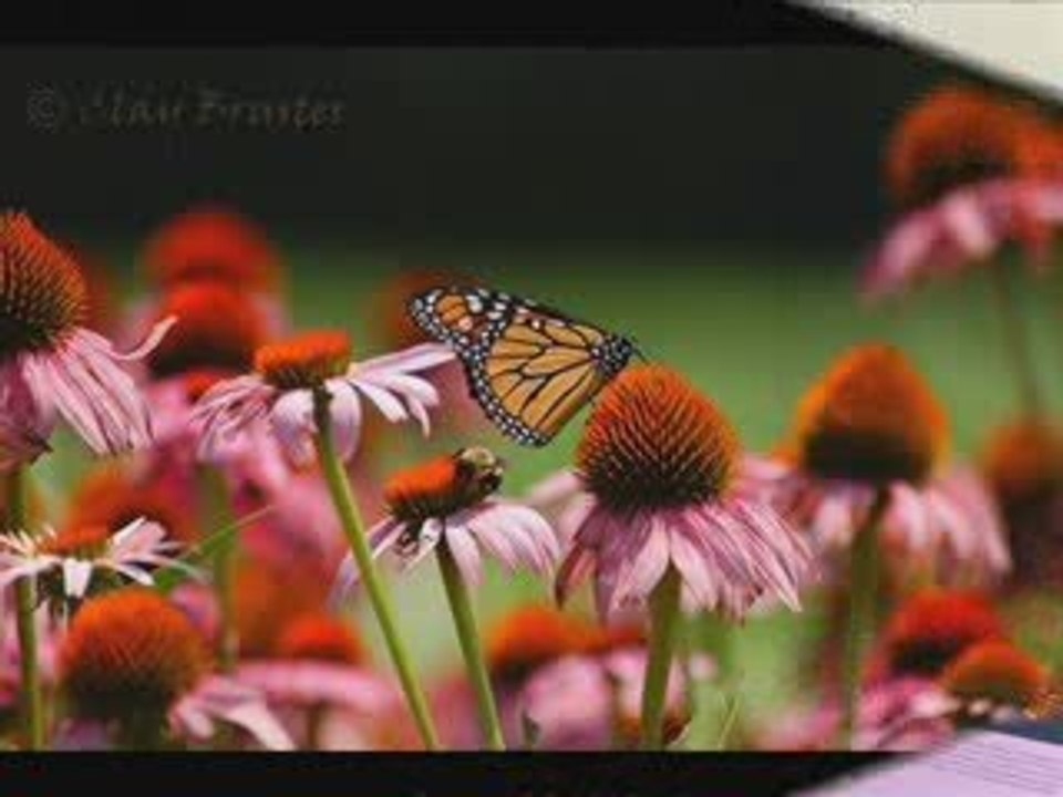Dagh-e-dil
