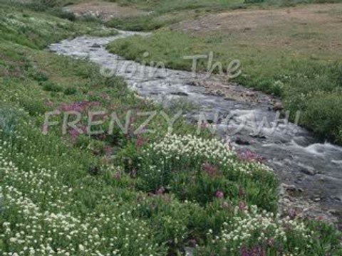 Scraper Pro leadsforlife.net 603-588-6747