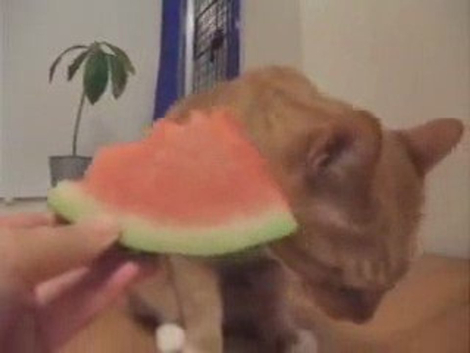 karpuz yiyen kedi