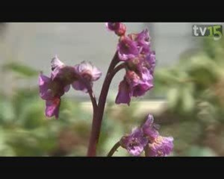 Reportage WebTV - Semaine du Développement durable