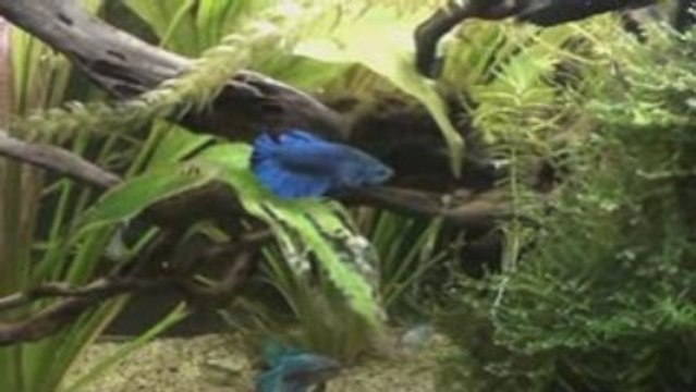 Mise en place de la hiérarchie chez Betta splendens.