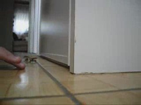 vidéo de fingerskate FSB