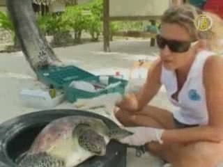 Черепахи получают специальный уход на острове Tаити