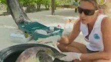 Черепахи получают специальный уход на острове Tаити