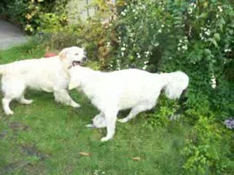 Cisca et Dimbo dans le jardin (2), octobre 2009