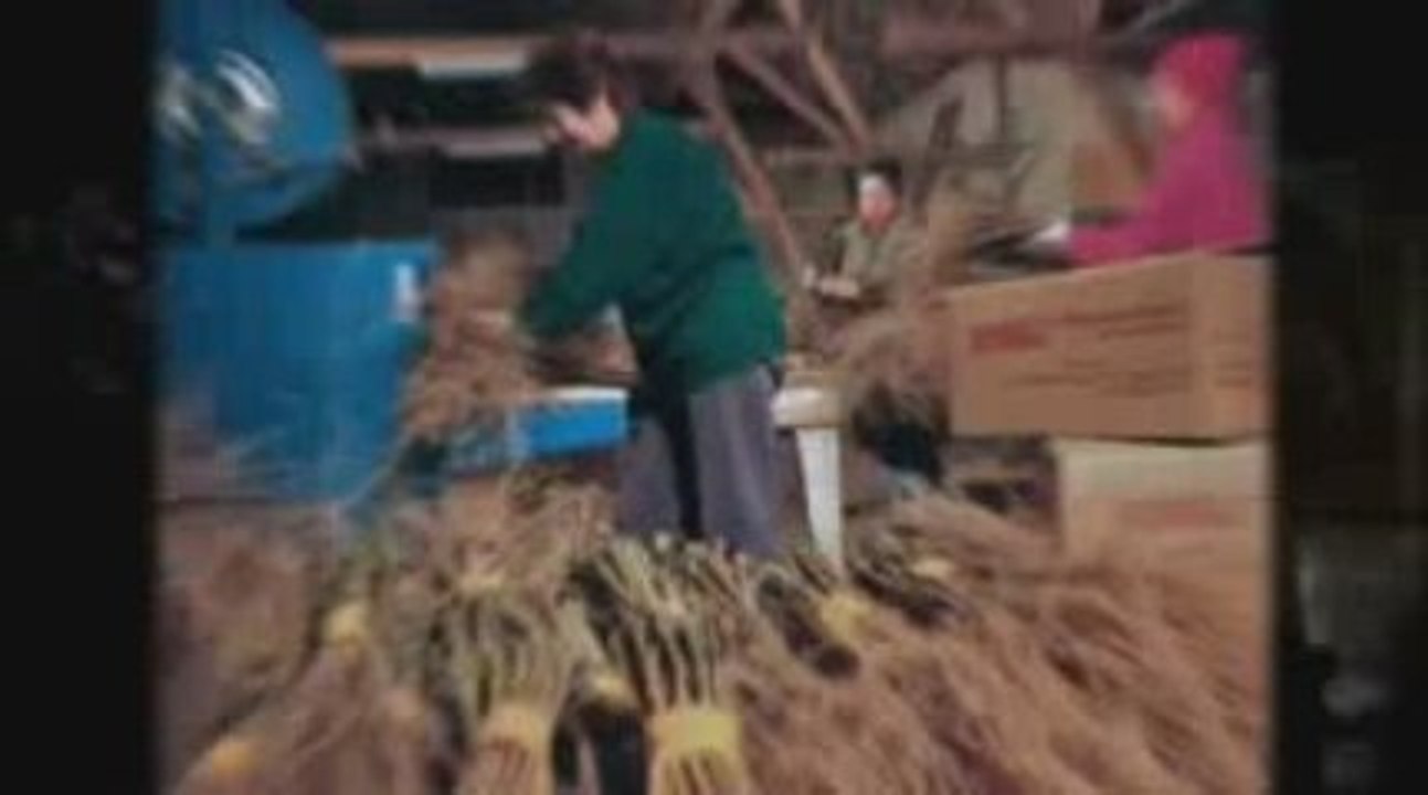 Vrhunsko vino, prodaja vina, vinska klet v Brestanici