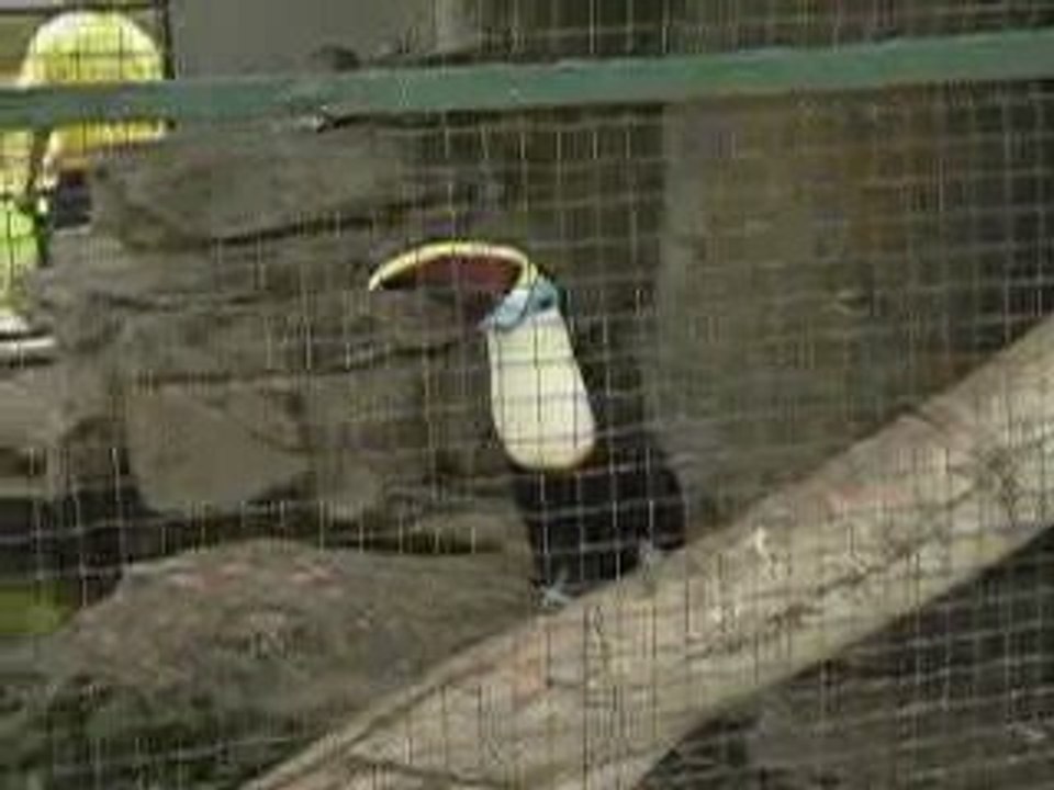 Toucan Amérique latine