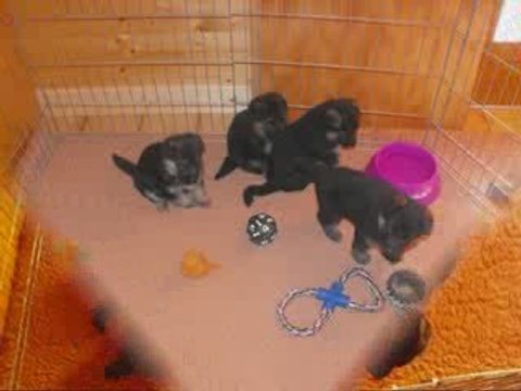 Les chiots d'Alaska ont 4 semaines.