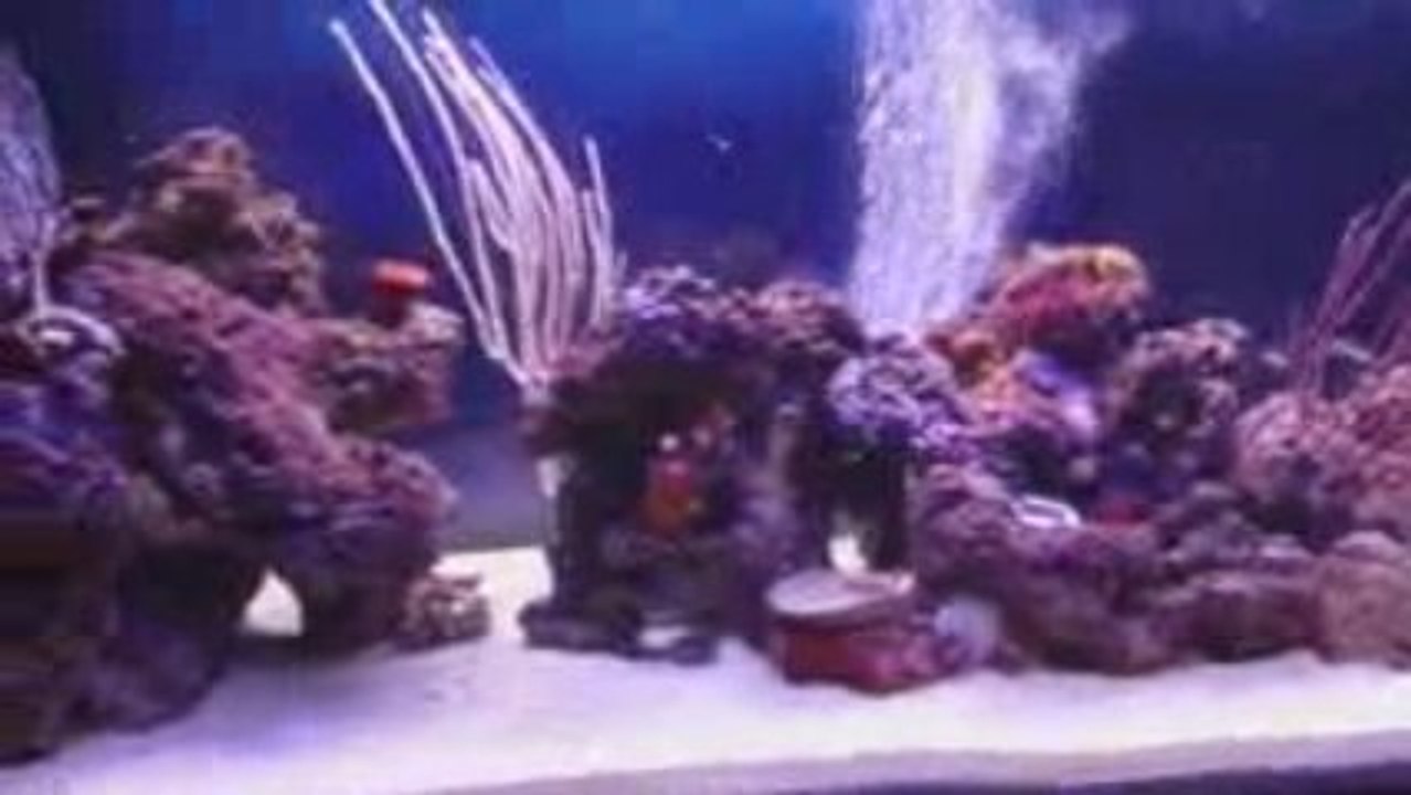 Mon aquarium le 23/10/2009
