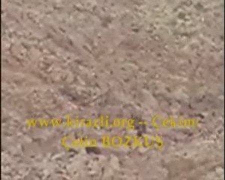 ispir kirazlı köyü- kirazli.org Ayı videosu-